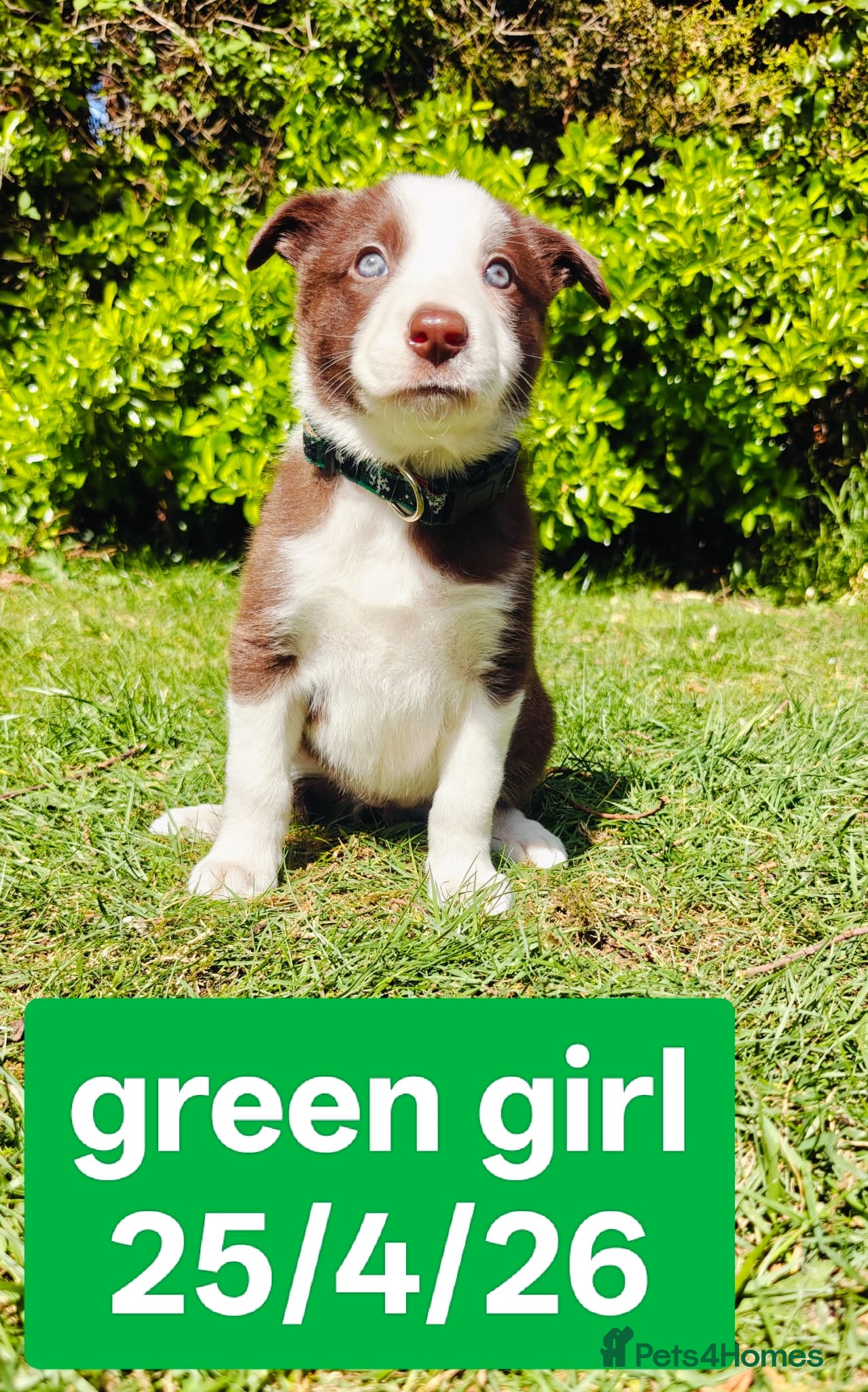 Border Collie dogs Stunning pure bred Red & White Border collie pups - Advert 2