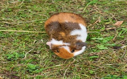 Guinea Pig rodents for sale: 4 Month Old Female Guinea Pigs - Image 5