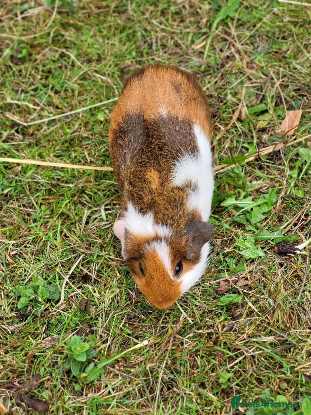 Guinea Pig rodents for sale: 4 Month Old Female Guinea Pigs - Image 5