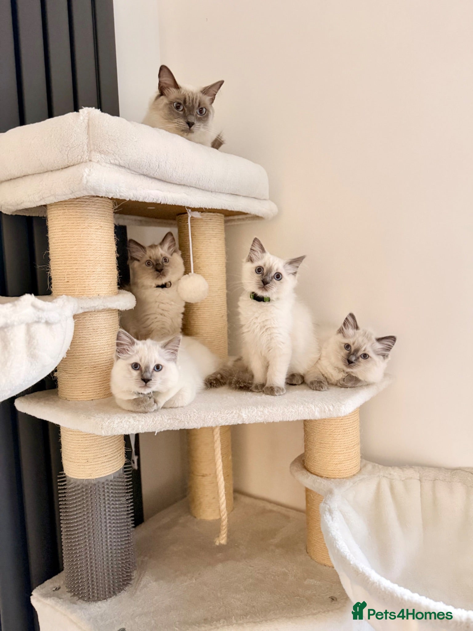 Ragdoll cats Gorgeous Blue Point Ragdoll Kittens Available  - Advert 1