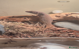 Monitor reptiles for sale: Baby Bosc Monitor  - Image 3