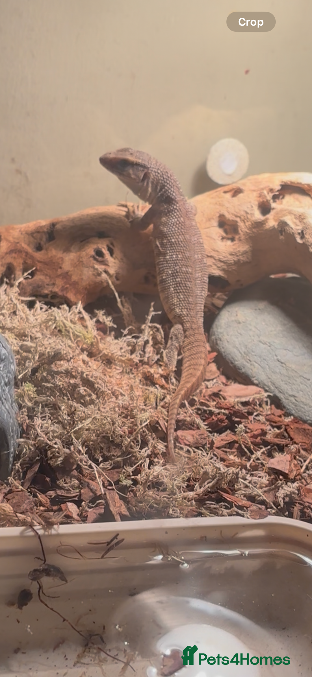 Monitor reptiles for sale: Baby Bosc Monitor  - Image 3