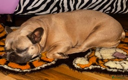 French Bulldog dogs for sale: Cuddle Bear Biscoff - Female French Bulldog - Image 4
