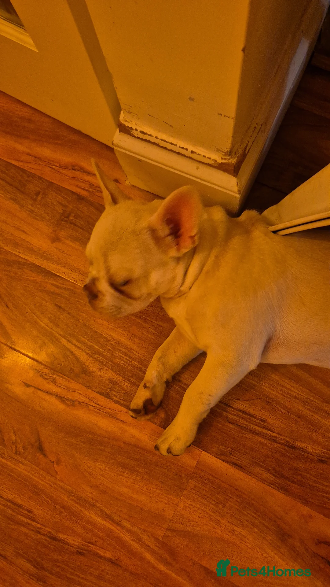 French Bulldog dogs for sale: 2 male frenchies - last 2 of a litter - Advert 2