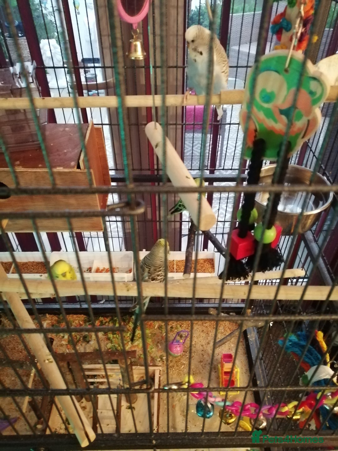 Budgerigars birds for sale: budgies for sale - Advert 8