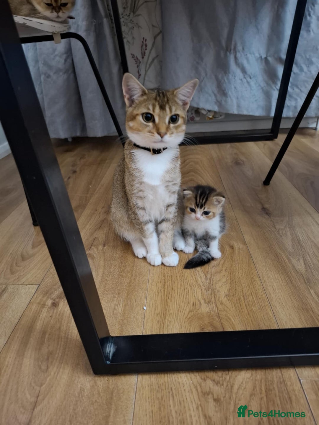 British Shorthair cats for sale: British short hair - Image 3