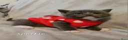 British Shorthair cats for sale: British shorthair babies  - Advert 23