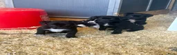 Mixed Breed dogs for sale: Working puppy for sale  - Advert 3