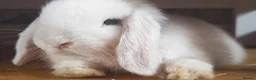 Mini Lop rabbits for sale: X 2 male mini lops - Advert 2