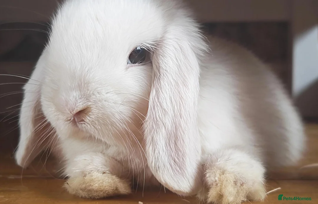 Mini Lop rabbits for sale: X 2 male mini lops - Advert 2