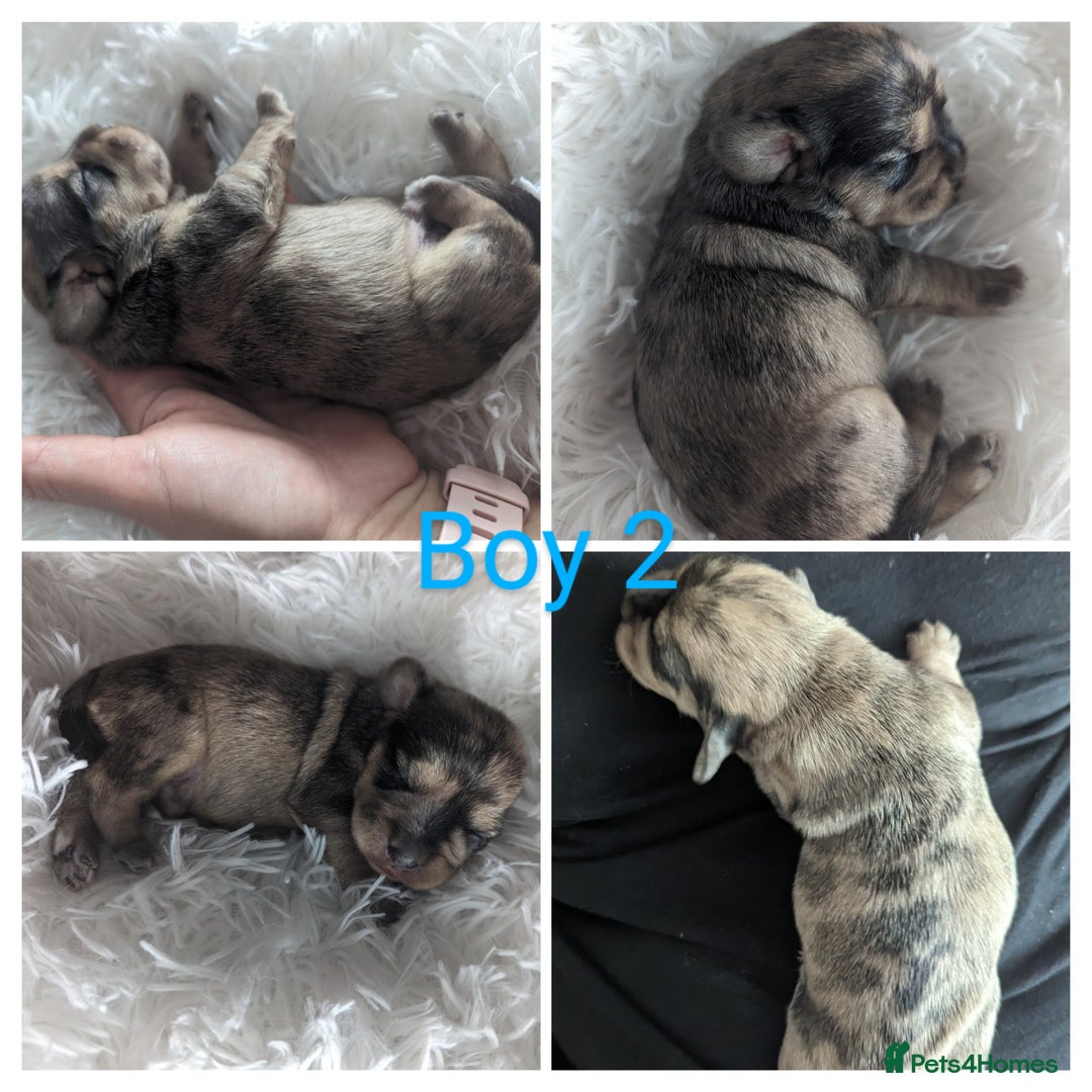 Mixed Breed dogs for sale: Shweenie puppies for sale - Image 3