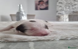 Cocker Spaniel dogs for sale: Stunning litter of cocker spaniels  - Image 12