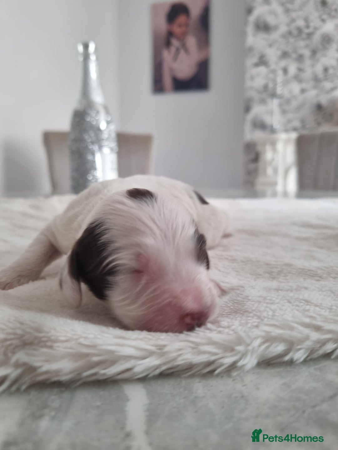 Cocker Spaniel dogs for sale: Stunning litter of cocker spaniels  - Image 12