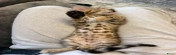 Bengal cats for sale: Bengal  - Advert 4