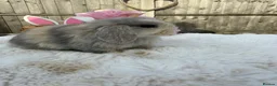 Mini Lop rabbits for sale: Gorgeous Mini Lops ready 22nd September - Advert 3
