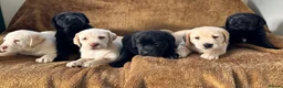 Labrador Retriever dogs for sale: Chunky Labrador puppies - Advert 1