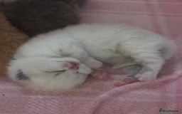British Shorthair cats for sale: TICA registered colourful littler of BSH kittens  - Image 10