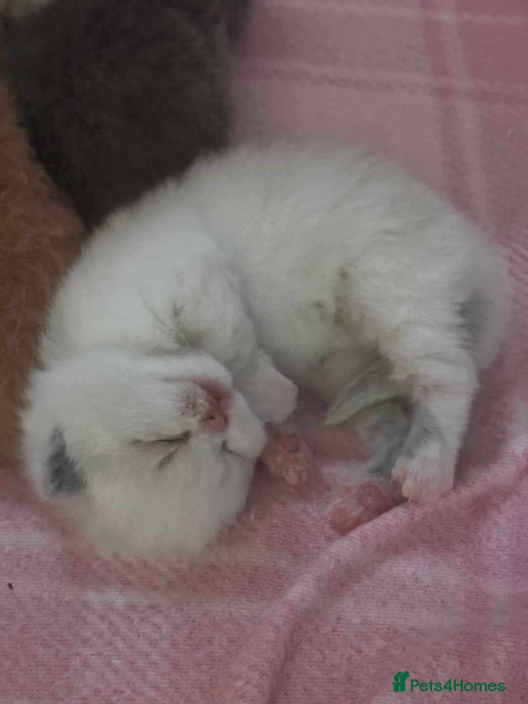British Shorthair cats for sale: TICA registered colourful littler of BSH kittens  - Image 10