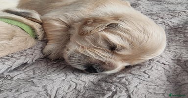 Golden Retriever dogs - Advert 1