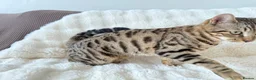 Bengal cats for sale: 🐆 STUNNING BENGAL CROSS FEMALE  - Advert 5