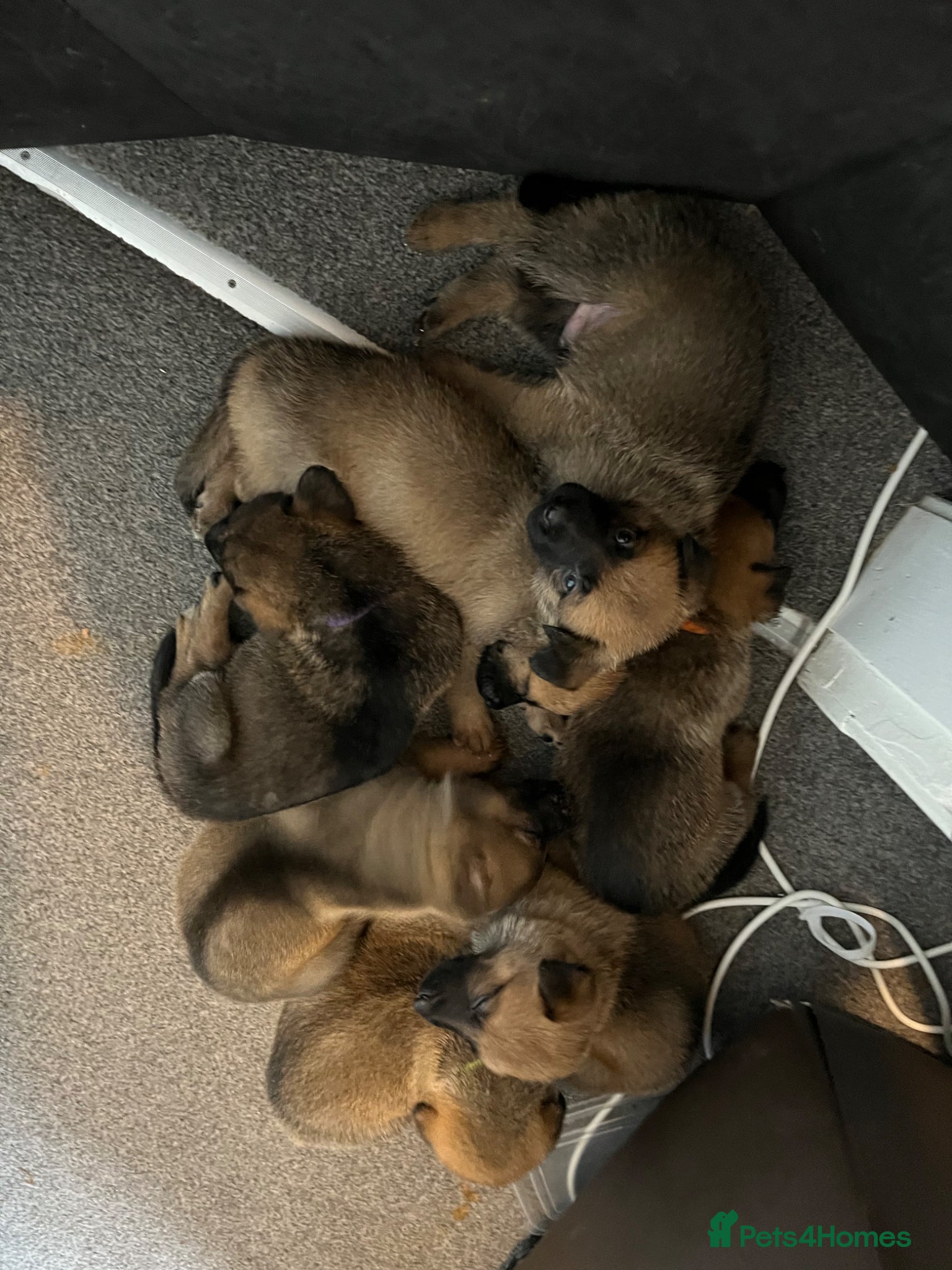 Mixed Breed dogs for sale: German Malinois - Advert 1