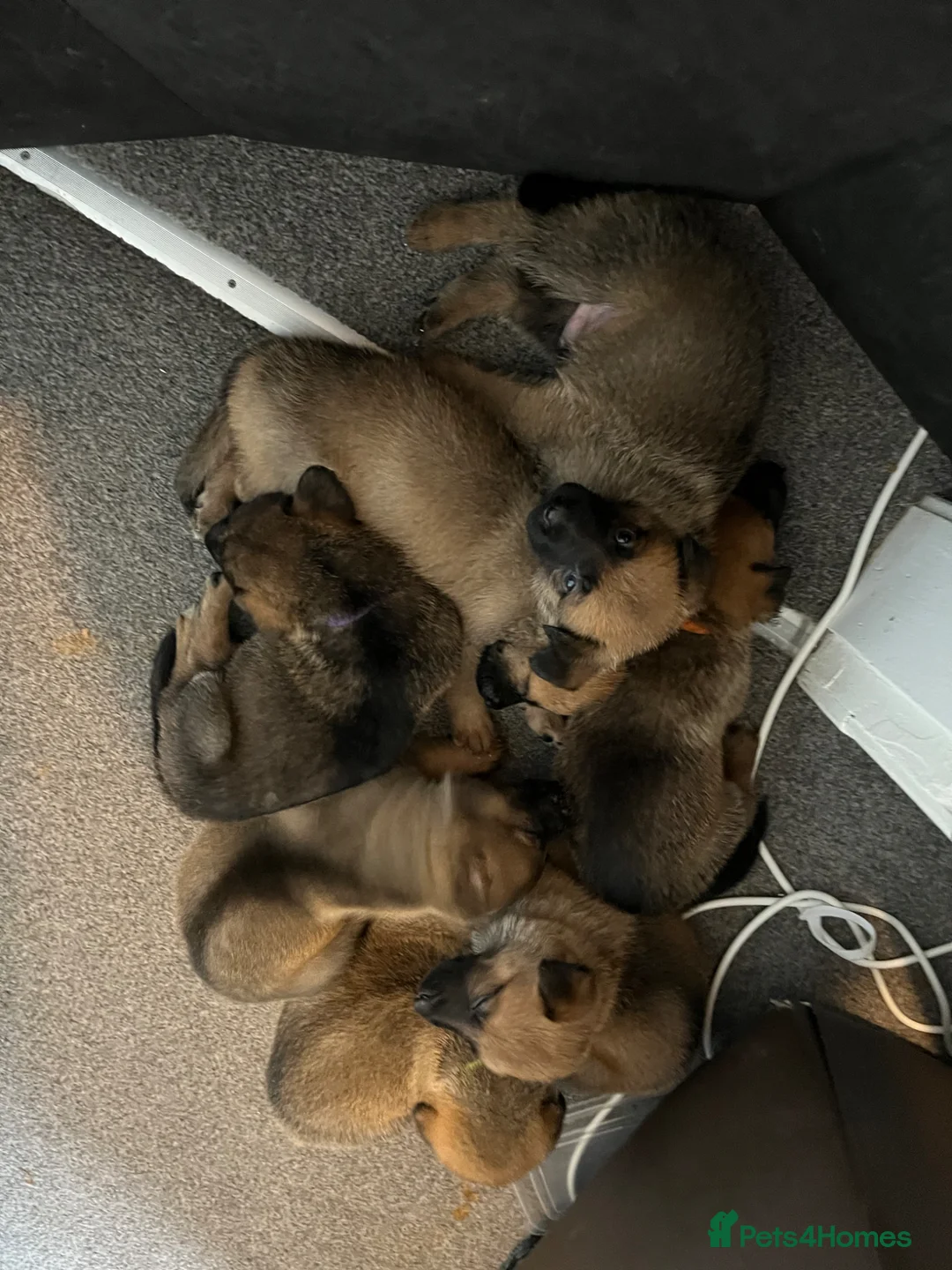 Mixed Breed dogs for sale: German Malinois - Advert 1
