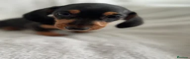 Dachshund Puppy 5