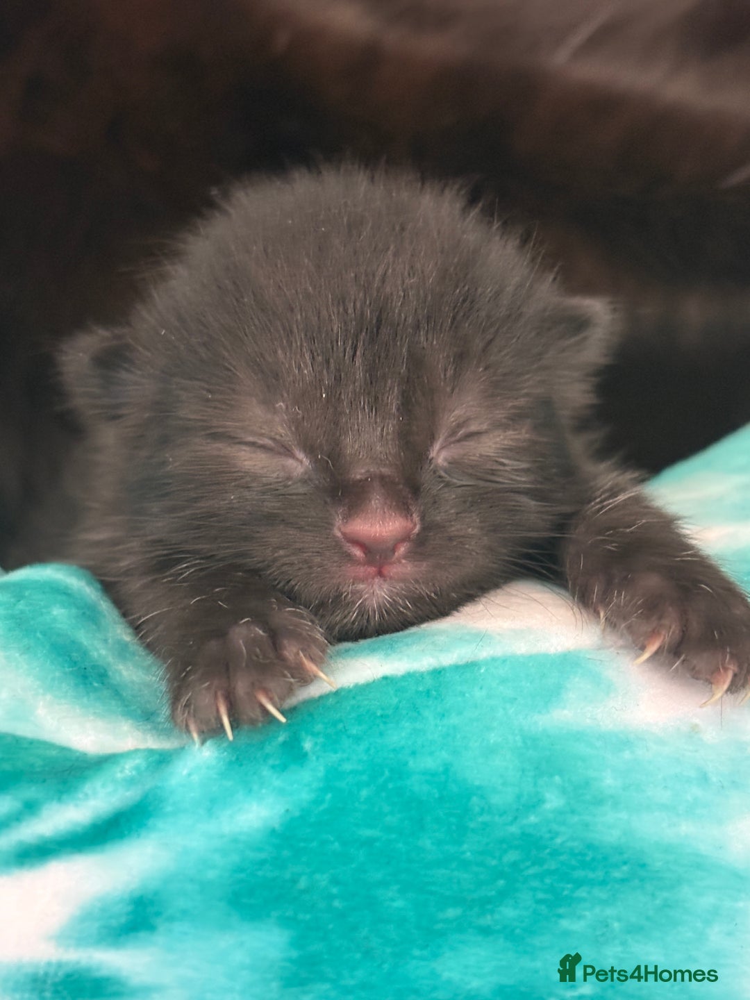 Mixed Breed cats for sale: Mixed breed kittens  - Image 28