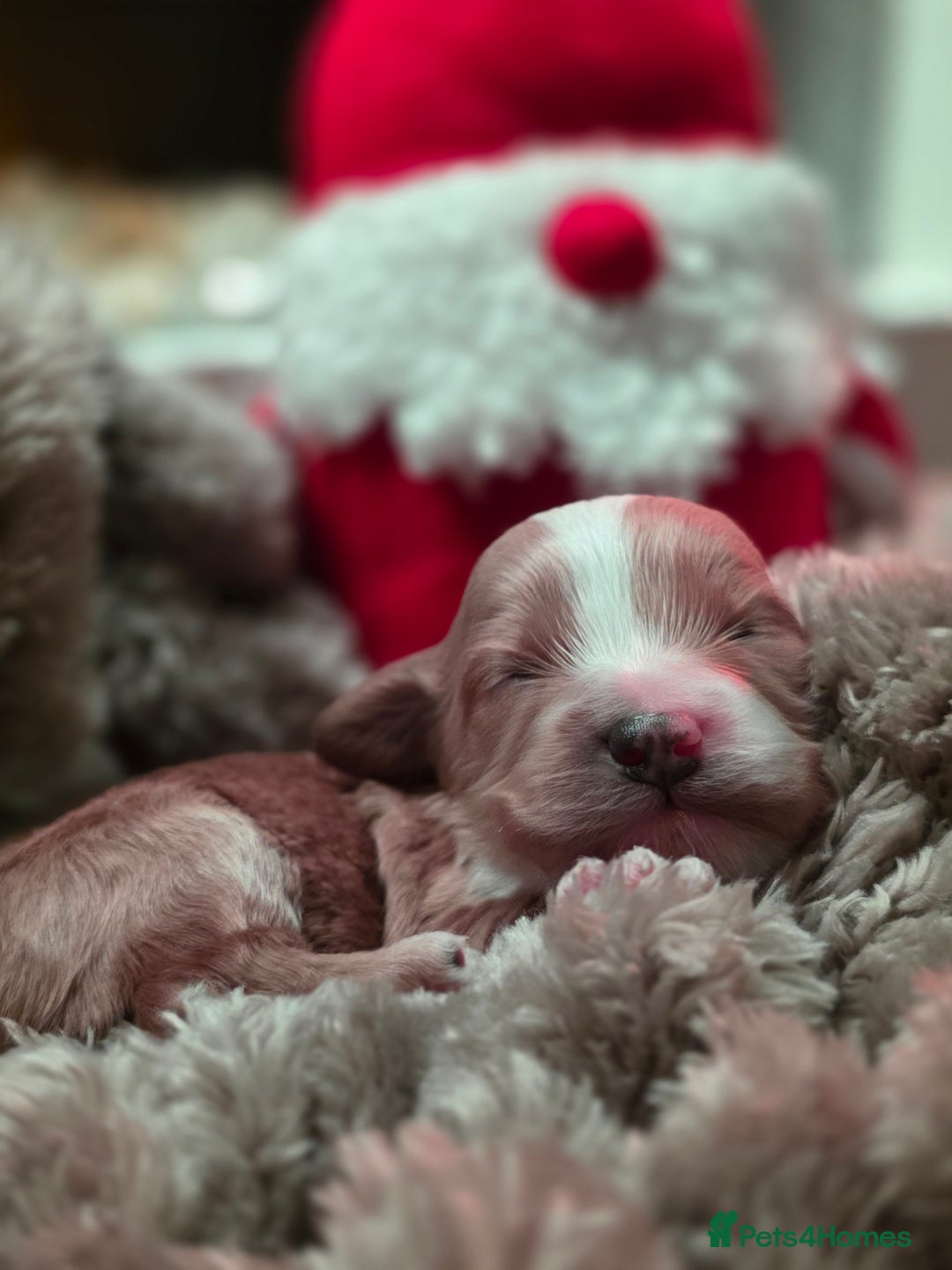 Cockapoo dogs for sale: ✨ Beautiful F2 Multi-Gen Cockapoo Puppies 4 Left - Image 30