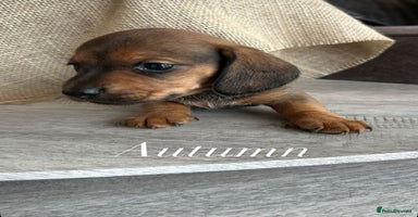 Miniature Dachshund dogs ⭐️⭐️Long & Short Haired Mini Dachshund Pups 🩷 - Advert 9