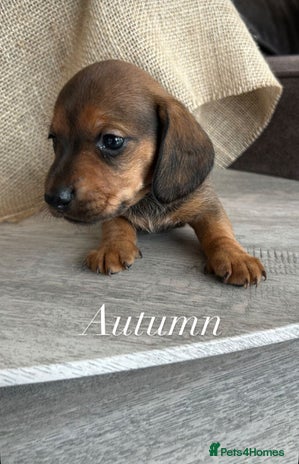 Miniature Dachshund dogs ⭐️⭐️Long & Short Haired Mini Dachshund Pups 🩷 - Advert 8