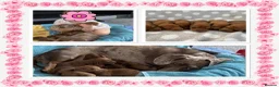 Miniature Dachshund dogs for sale: Miniature dachshund  in Hull - Advert 1