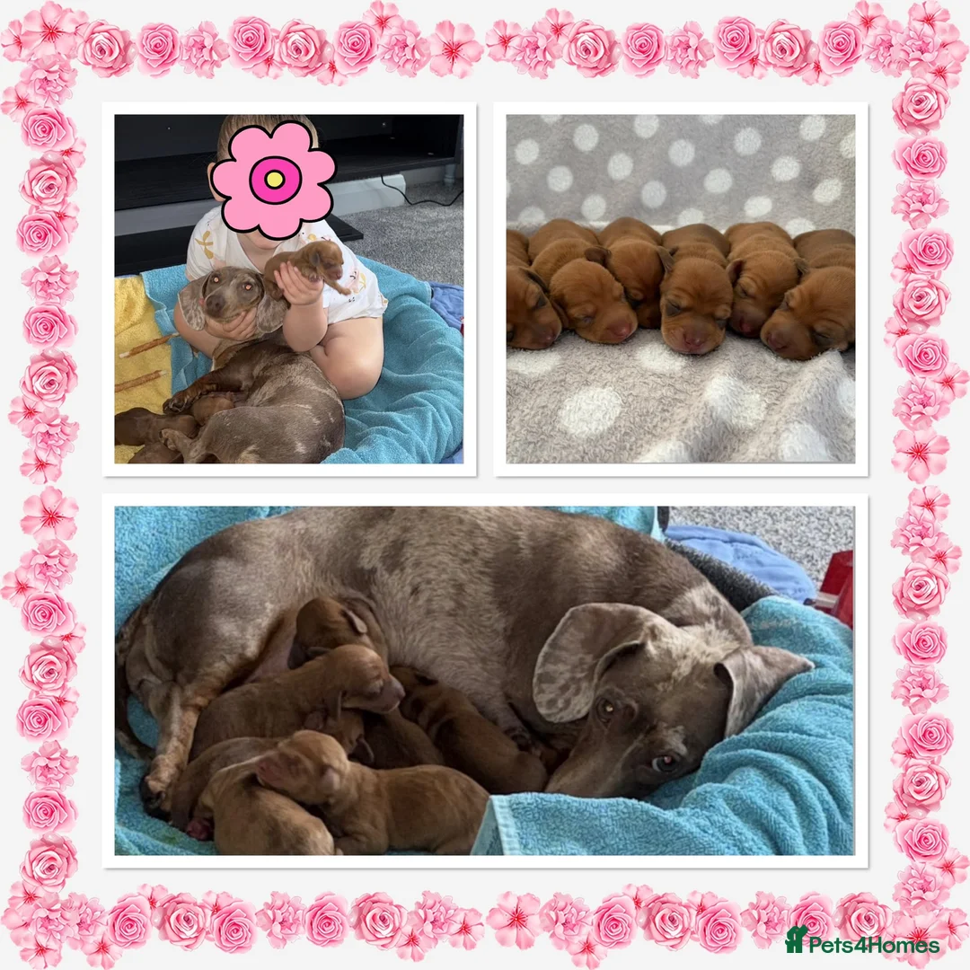 Miniature Dachshund dogs for sale: Miniature dachshund  in Hull - Advert 1