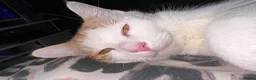 Domestic Shorthair cats for sale: Pancake/ Hunter  in Dudley - Advert 5