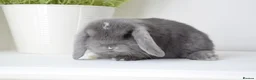 Mini Lop rabbits for sale: Beautiful pure mini lop girls  - Advert 6