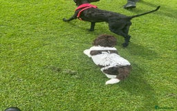 Labradoodle dogs for sale: Beautiful Labradoodle  - Image 5