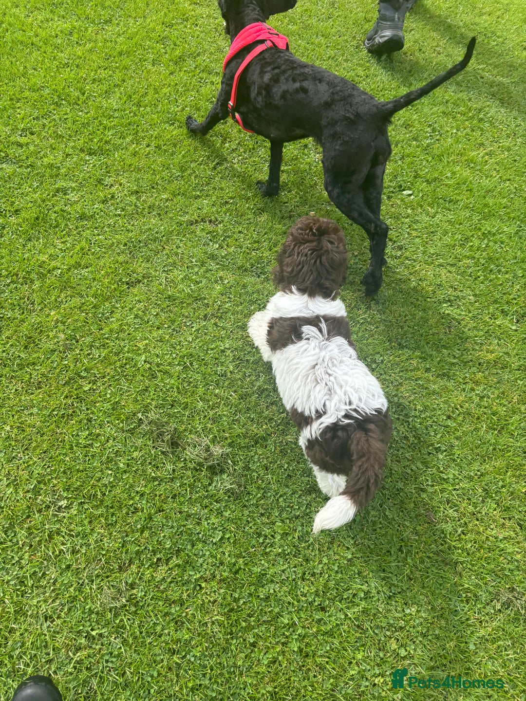 Labradoodle dogs for sale: Beautiful Labradoodle  - Image 5