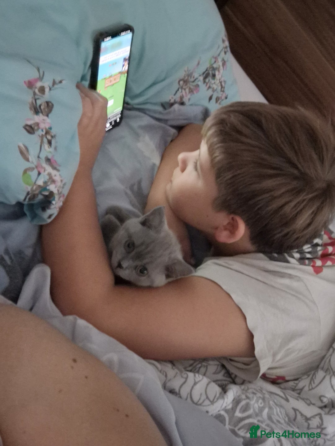 British Shorthair cats for sale: British shorthair - Image 6