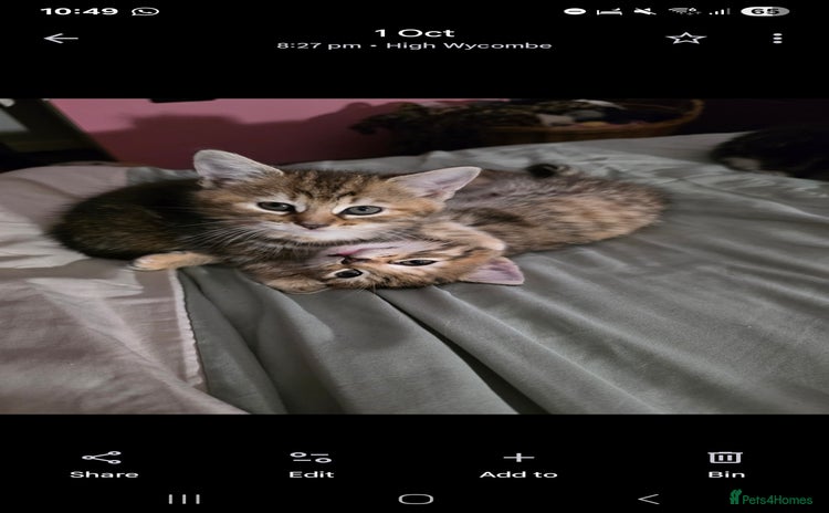 Domestic Shorthair cats - Advert 1