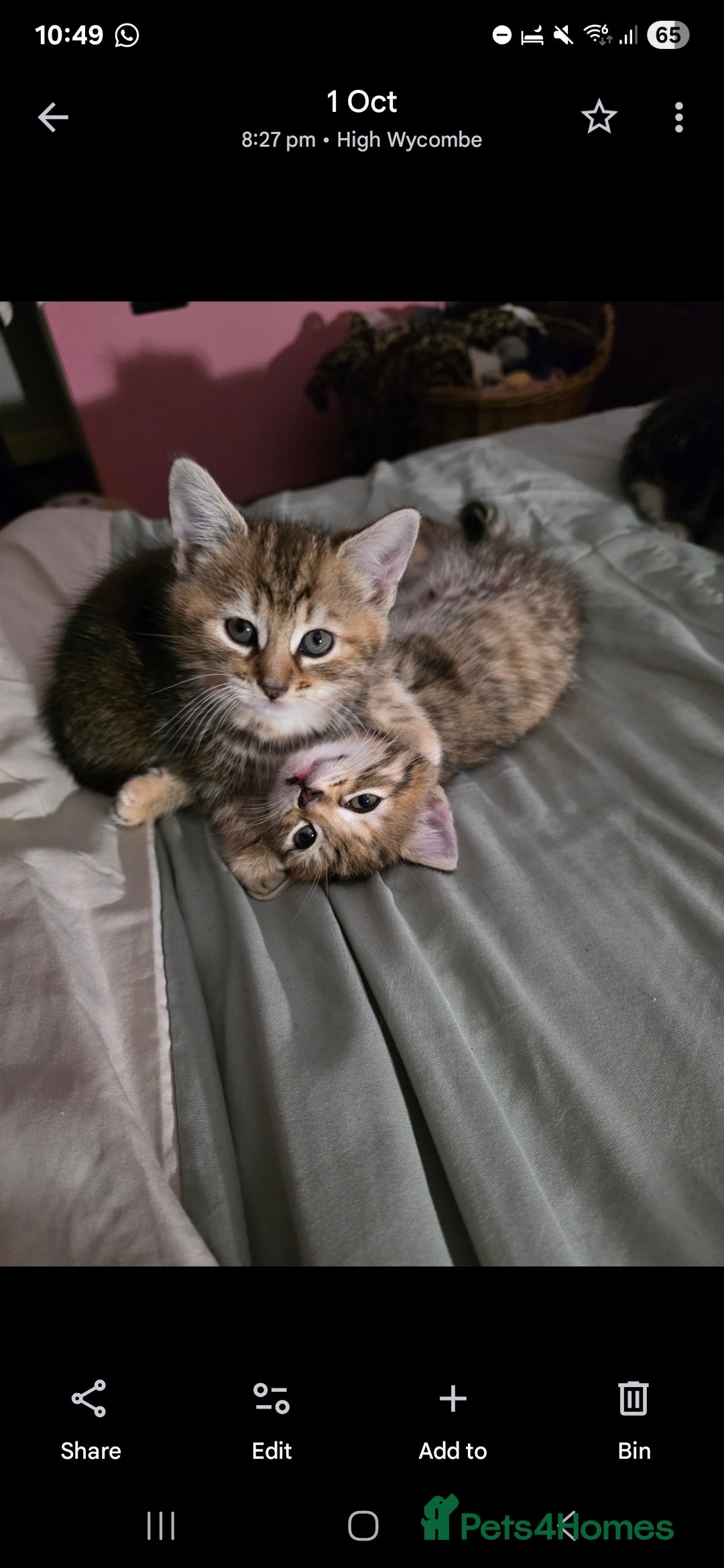 Domestic Shorthair cats for sale: 2 female Domestic Short-hair Tabby cats for sale - Image 1