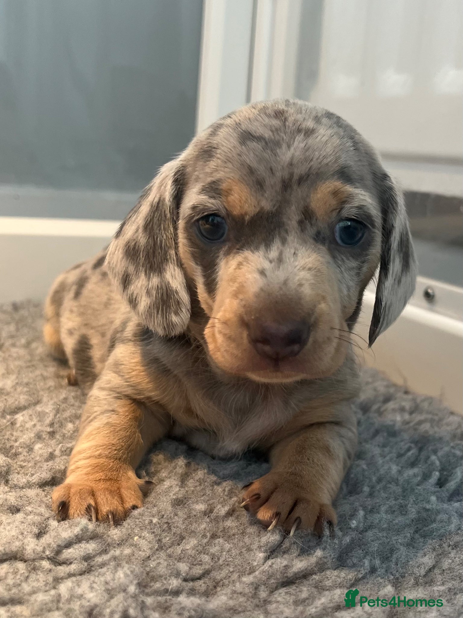 Miniature Dachshund dogs Miniature Dachshund, 1 Girl left! - Advert 18