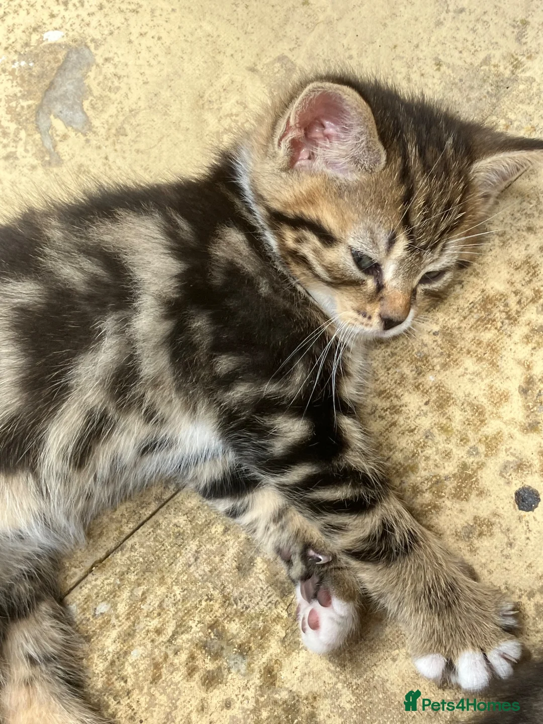Mixed Breed cats for sale: Mixed breed kittens in Andover - Advert 2