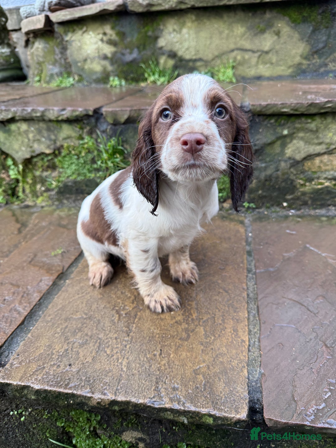 Cocker Spaniel dogs for sale: Ready to leave now! Cocker spaniel puppies  - Advert 5