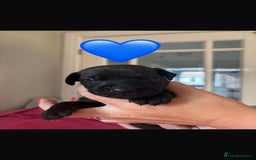 Patterdale Terrier dogs for sale: Patterdale Puppies - Image 1