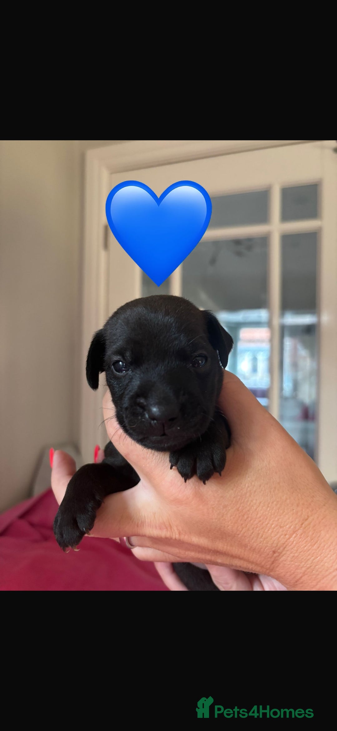 Patterdale Terrier dogs for sale: Patterdale Puppies - Image 1