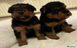 Welsh Terrier dogs for sale: Stunning Health Tested KC Reg Welshie Puppies - Advert 5