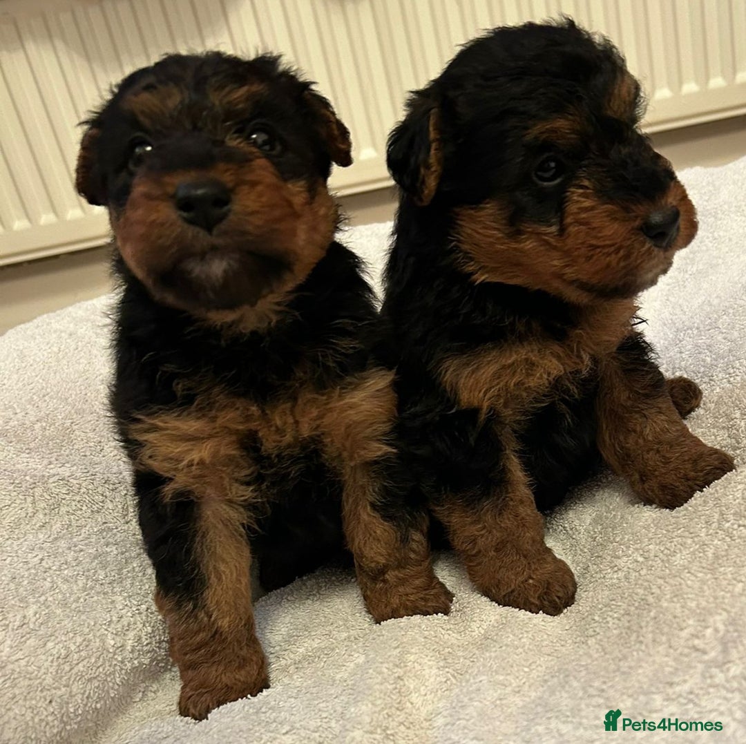 Welsh Terrier dogs for sale: Stunning Health Tested KC Reg Welshie Puppies - Advert 5