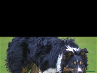 Border Collie dogs ISDS registered for stud DNA clear in Dorchester - Advert 3