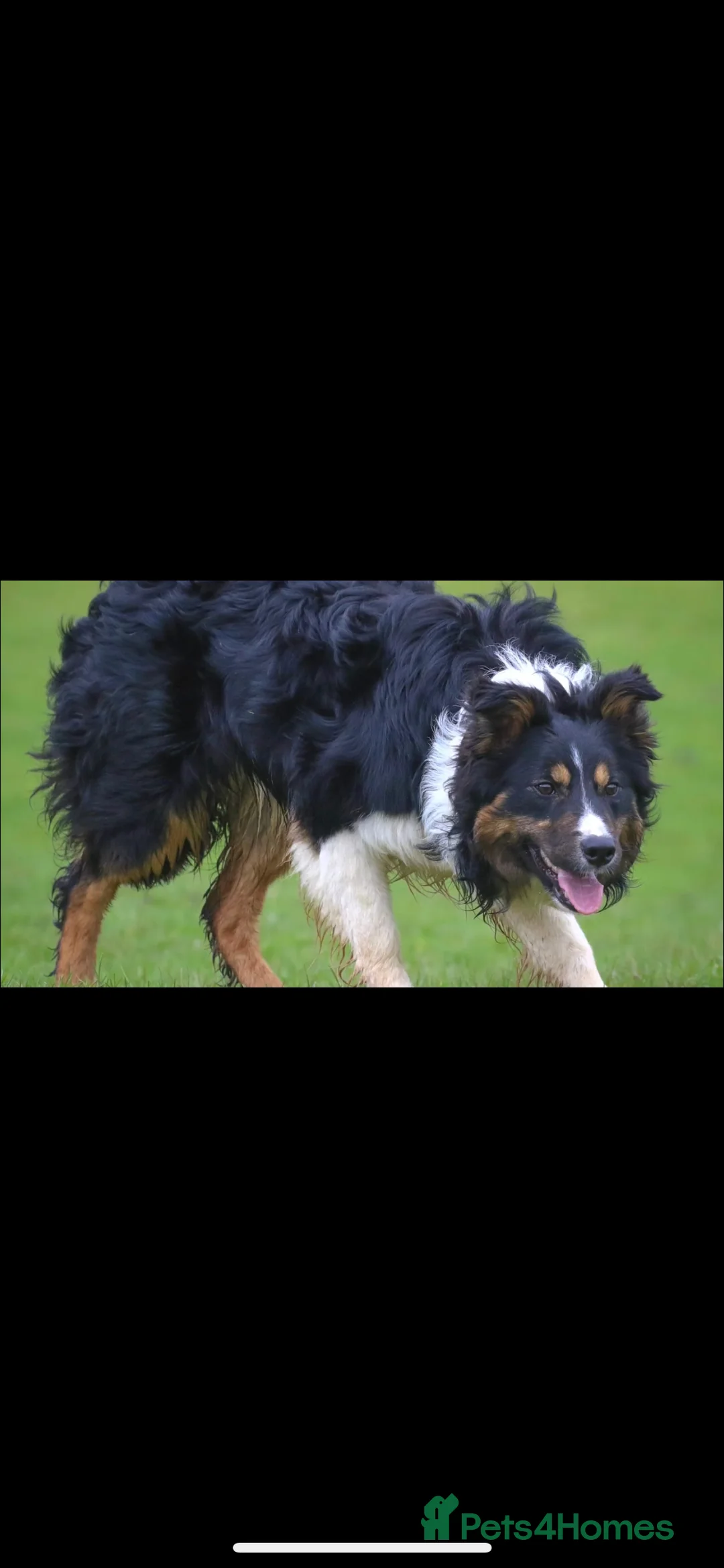 Border Collie dogs for stud: ISDS registered for stud DNA clear in Dorchester - Advert 1
