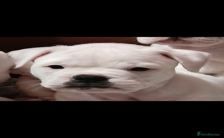 Dorset Olde Tyme Bulldogge dogs - Advert 1